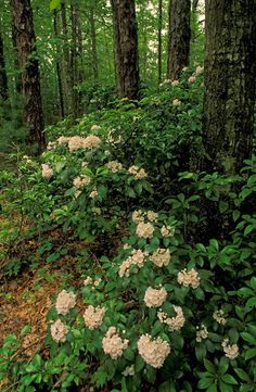 some white flowers and trees in the woods