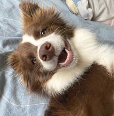 a small brown and white dog laying on top of a blue bed sheet with its mouth open