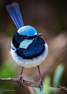 a blue and white bird sitting on top of a branch