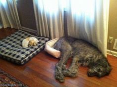 a dog laying on top of a pillow next to a bed with a stuffed animal