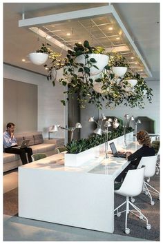 two people sitting at desks in an office with plants hanging from the ceiling above them