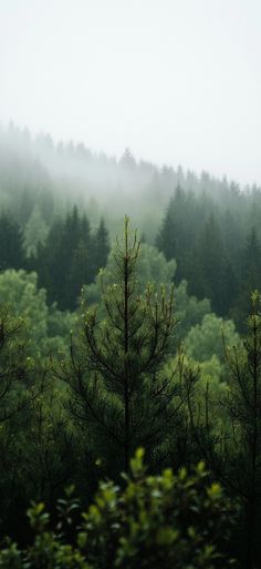 trees in the foreground with fog over them