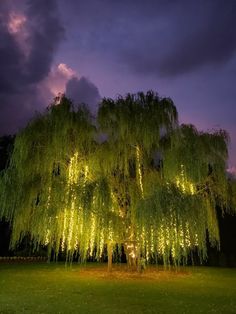 a large willow tree lit up at night