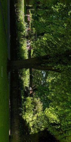 the reflection of people in the water is very bright and green with trees on both sides