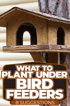 what to plant under bird feeders 8 suggestions