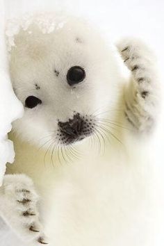 an image of a polar bear with the quote happiness is like a kiss you must share it to enjoy it