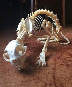 an animal skeleton is shown on the floor