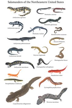 an image of different types of lizards