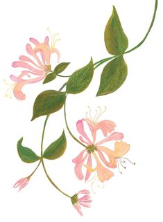 an illustration of pink flowers with green leaves