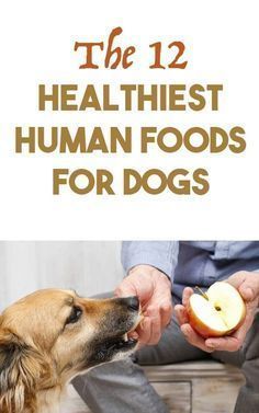 a person feeding an apple to a dog with the title, the 12 healthist human foods for dogs