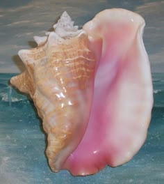 two seashells sitting on top of each other in the ocean