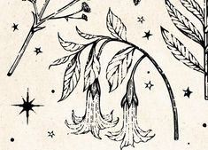 an ink drawing of leaves and stars