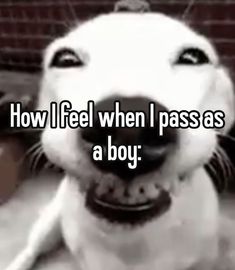 a dog with its mouth open and the words how i feel when i pass as a boy