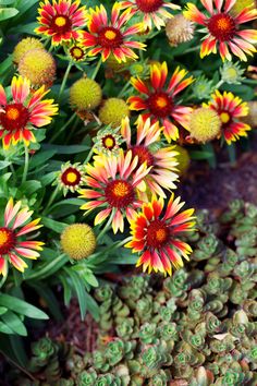 some very pretty colorful flowers by some plants