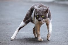 a gray and white cat is walking on the street with it's front paws in the air