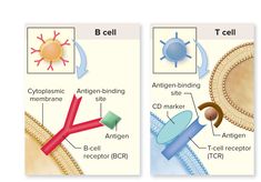 two diagrams showing the different stages of an animal's cell and how it works