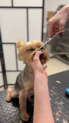 a small dog getting his hair cut at the veterinator's office,