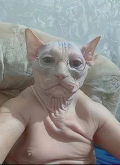 a bald cat wearing glasses sitting on top of a couch