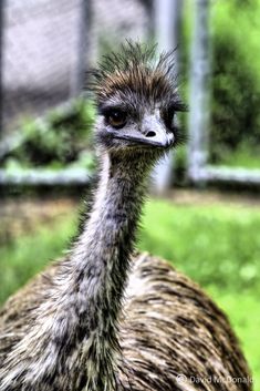 an ostrich looks at the camera while standing in front of a grassy area