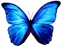 a blue butterfly flying in the air with it's wings spread wide and open