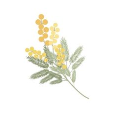 yellow flowers with green leaves on a white background