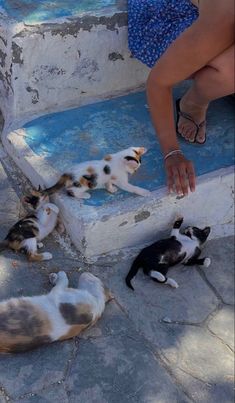 three cats laying on the ground next to a woman's feet and one cat is lying down