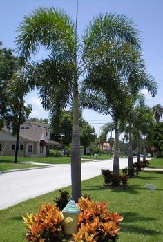 a fire hydrant sitting in the middle of a lush green park with palm trees