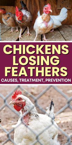 Find out why your chickens are losing feathers and how to help them regrow. Simple tips for happy, healthy birds. Chickens Losing Feathers, Homesteading Essentials, Chicken Genetics, Owning Chickens, Raising Chickens 101, Chicken Coop Building Plans, Chickens 101, Happy Chickens, Homestead Animals