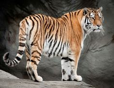 a large tiger standing on top of a rock