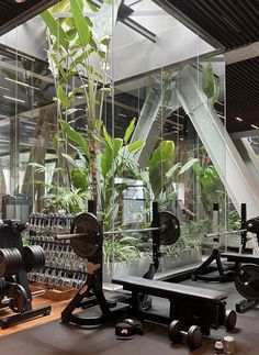 an indoor gym with plants and dumbbells in the center, surrounded by glass walls