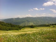 an open field with flowers and mountains in the background