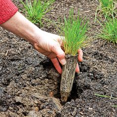 a person holding a plant in the dirt