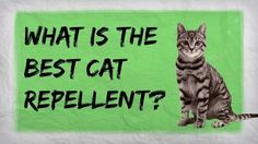 a cat sitting in front of a green sign that says, what is the best cat repellent?