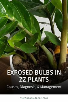 a close up of a plant with the words exposed bulbs in zz plants cause, diagnosis, and management