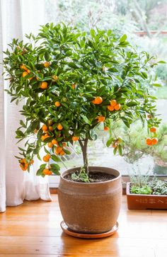 an orange tree in a pot on a table