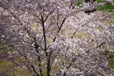 a large tree with lots of pink flowers