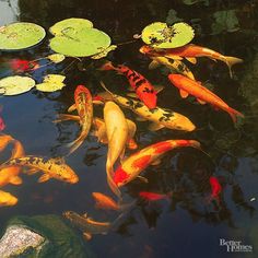 a pond filled with lots of different colored fish