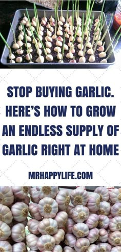 garlic is growing in the garden with text that reads stop buying garlic here's how to grow an endless supply of garlic right at home