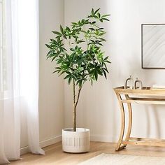 a potted plant sitting on top of a wooden table in front of a window