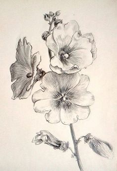 a drawing of three flowers on a white paper with one flower in the foreground