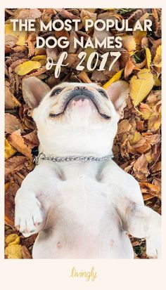 a white dog laying on top of leaves with the words, the most popular dog names of 2017