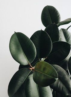 a plant with large green leaves in front of a white wall