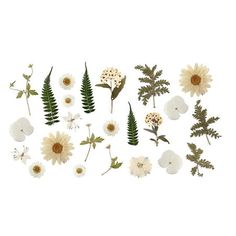 an assortment of flowers and leaves on a white background