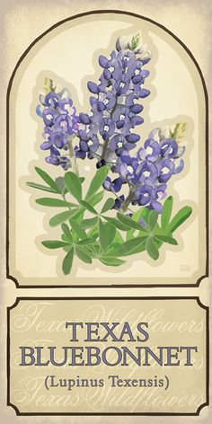 the texas bluebonnet lupinus texens is shown in an old style label