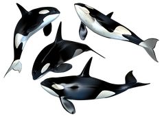 four orca whales are swimming in the ocean, and one is black and white