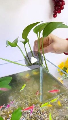 ตู้ป่า -Aquatic Plants on Instagram: "Wire made #toopa #aqauticplants #trending #fishtanksetup 
#fish #fishtank #fishaquarium #aquarium" Fish Tank Plants Ideas, Plant Fish Tank Ideas, Diy Aquarium Plant Holder, Fish Aquarium Ideas, Plant Holder Diy, Vase Fish Tank, Fish Tank Ideas, Tank Terrarium