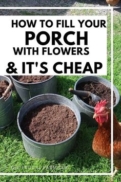 chickens and buckets full of dirt with the words how to fill your porch with flowers and it's cheap