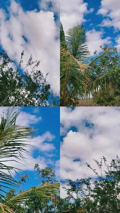 four different shots of trees and clouds in the sky, with one palm tree reaching up into the air