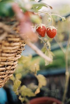 two strawberries hanging from a plant in a basket on the vine, with other plants behind them