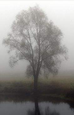 a lone tree in the middle of a foggy field next to a pond with water